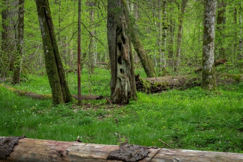Frederic-Demeuse-WALD Photography-7